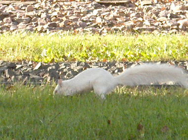 Downtown Chaska's albino squirrel